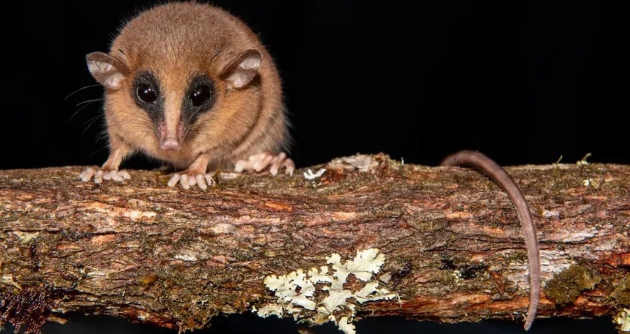 bulut ormaninda gizemli bir canli kesfedildi AuBBQEqh