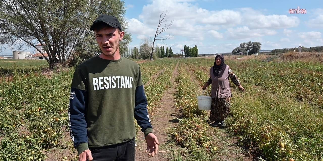 ciftci maliyetten kurtuldu tuketici ucuza aldi tarlasini acti kova kova topladilar EpYsP3mb