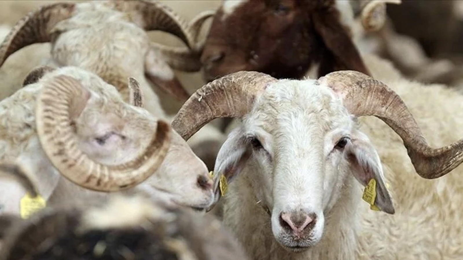 tigem 3 bin 200 reforme kucukbas hayvan satacak 53OXJBVa