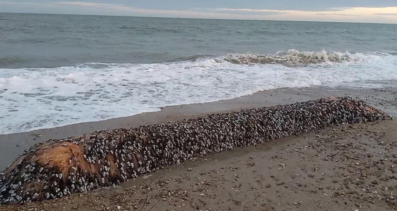yaratik yillar sonra sahile vurdu canli yakalayan servetin sahibi olacak vGCVkpnC