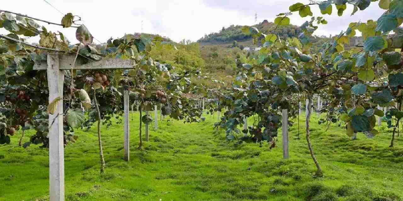 4 bin ton rekolte bekleniyor kilogram fiyati belli oldu VpCQ1gBK.jpg