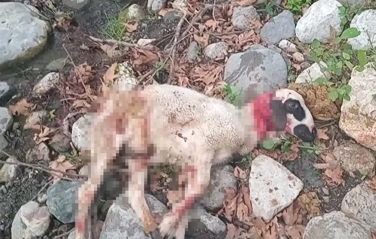 yunusemrede basibos kopekler koyun suruune saldirdi 6NVBEJ8I.jpg