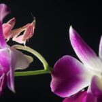 gezegendeki-en-sinsi-yaratik-herkes-onlari-masum-saniyor-chB4Qdcf